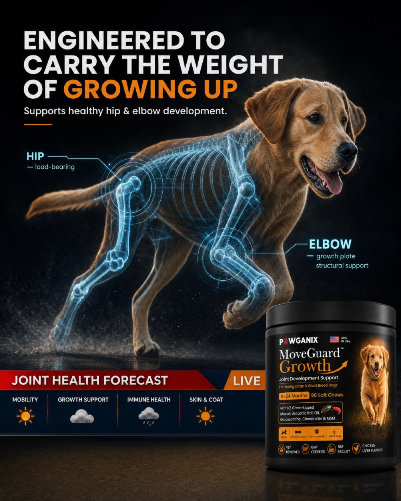 Engineered to carry the weight of growing up — x-ray view highlighting the hip and elbow of a large-breed dog in stride