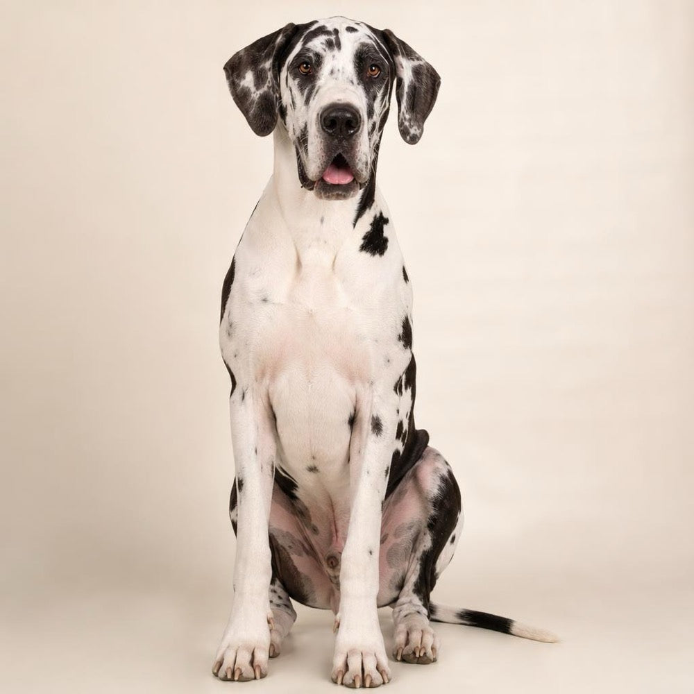 Great Dane