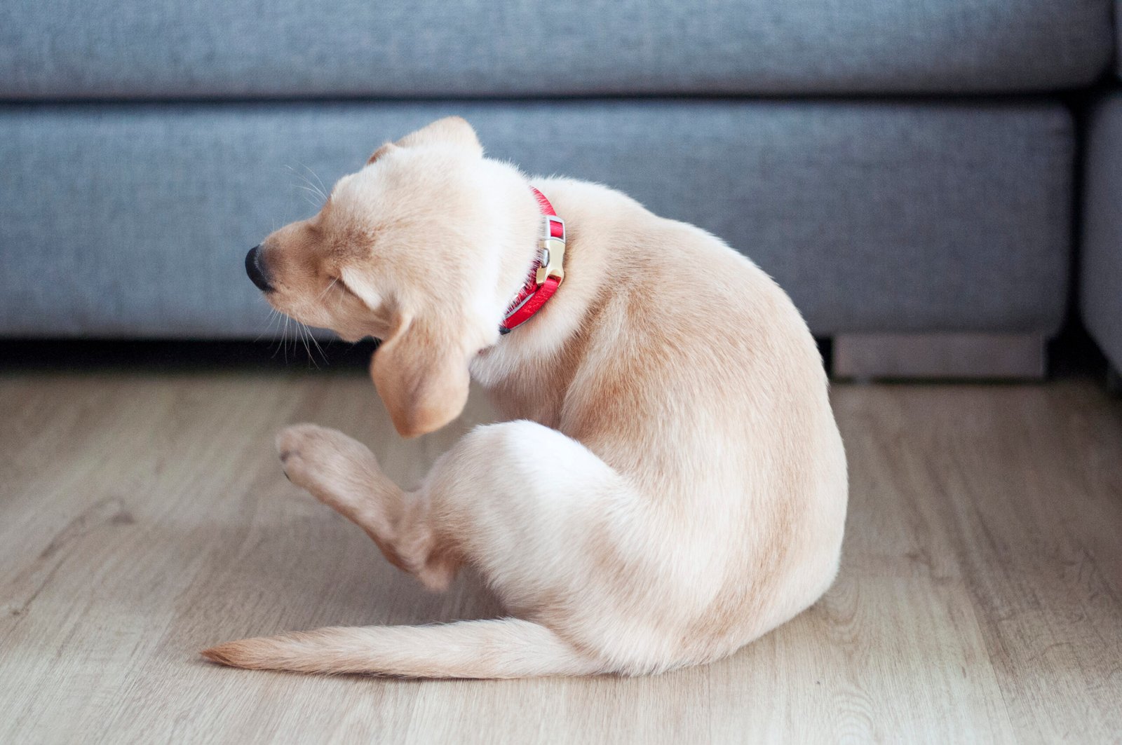 Yeast vs. Allergies: How to Tell