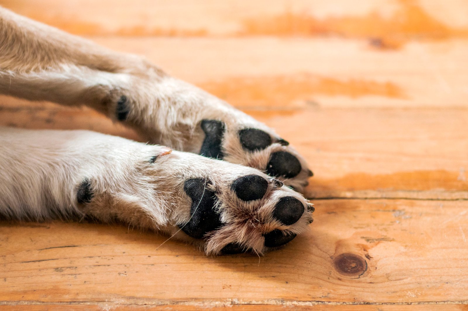 Why Gut Health Shows Up on Skin & Paws of Dogs