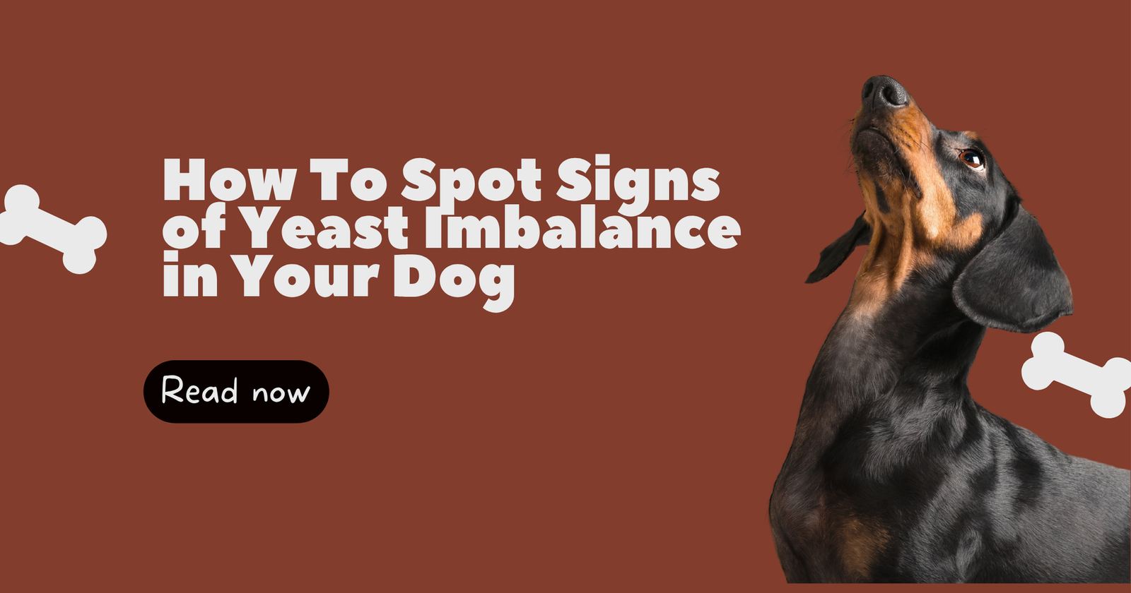 How to Spot the Signs of  Yeast in Your Dog