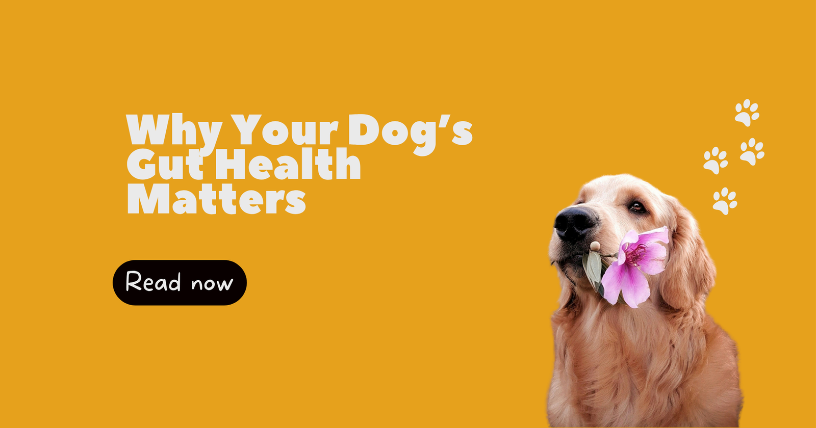 Why Your Dog’s Gut Health Desperately Matters More Than You Think