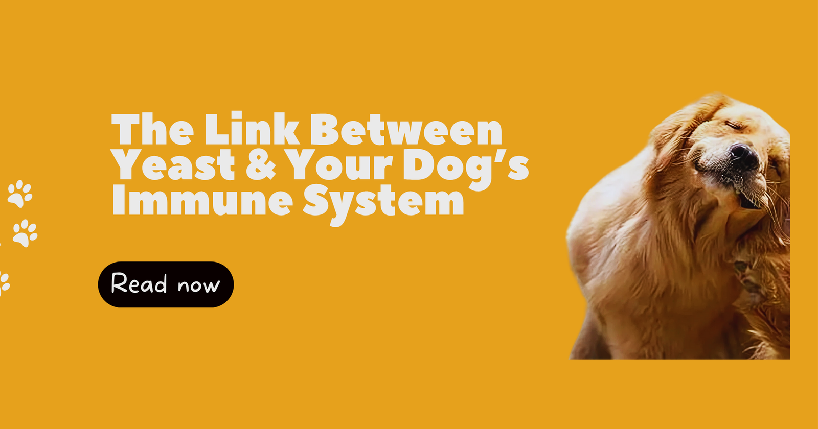 The Link Between Yeast and Your Dog’s Immune System