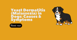 Yeast Dermatitis (Malassezia) in Dogs: Causes and Symptoms