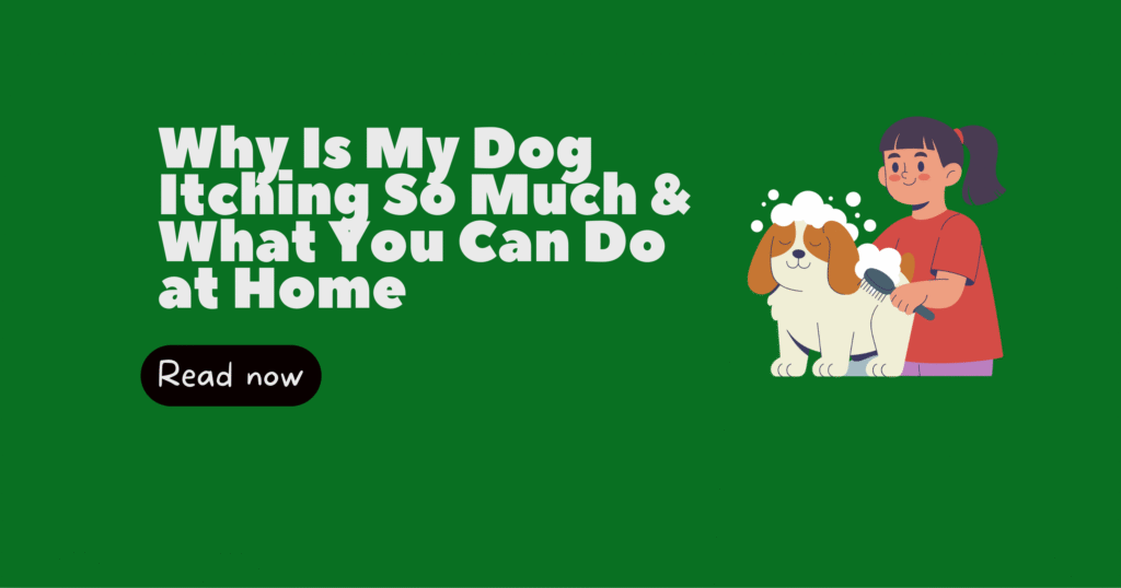 why is my dog itching so much