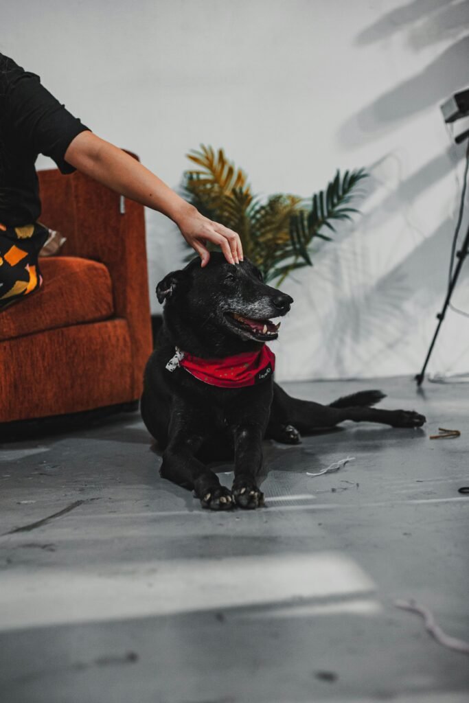 why is my dog itching so much